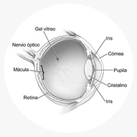 macula